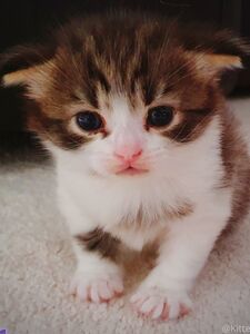 kittenindian exclusive onlyfans leaked nudes