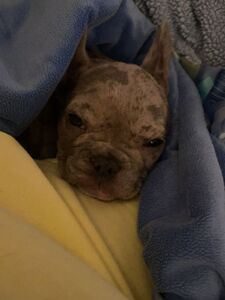 jmulaxxx exclusive onlyfans leaked nudes