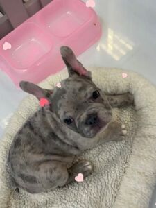 jmulaxxx exclusive onlyfans leaked nudes