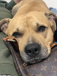 REDHEAD GODDESS aka myersquats new hot onlyfans leaked nudes