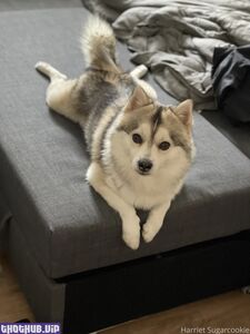 harriet sugarcookie new hot onlyfans leaked nudes