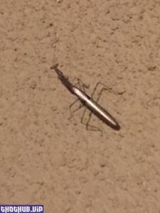 krissy lynn onlyfans leaks nude photos and videos