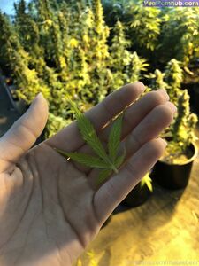 neptunenips Onlyfans Latest Nude Photo Leaks